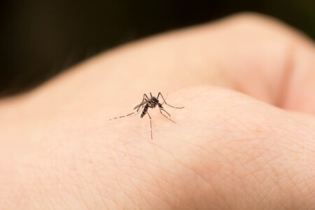 Berurusan Dengan Gigitan Nyamuk harus menggunakan antihistamin yang